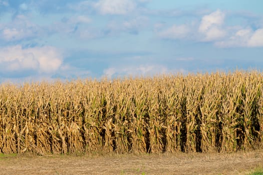 Corns are getting yellow and harvest time getting closer, start your harvesting machines