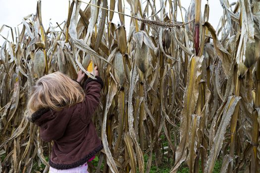 Little girl trying to pick dry corn ear in the cornfield around crop time