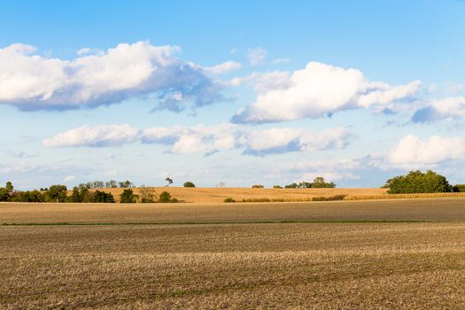 Monoculture Corn fields of Indiana, corns are getting yellow and harvest time getting closer, nice day to harvest