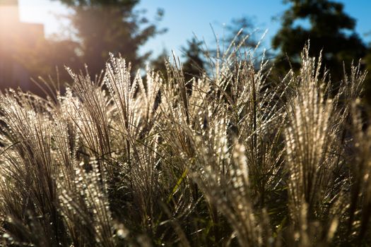 Ornamental grasses in the neighborhood