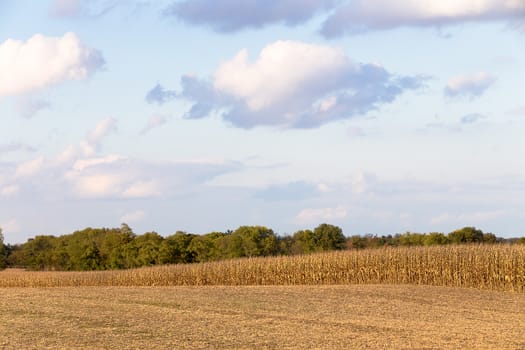 Corns are getting yellow and harvest time getting closer, start your harvesting machines