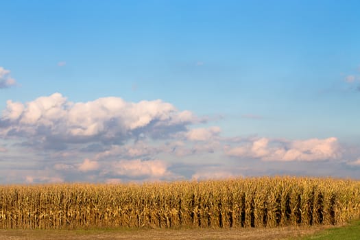 Corns are getting yellow and harvest time getting closer, start your harvesting machines