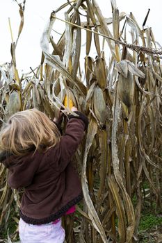 Little girl trying to pick dry corn ear in the cornfield around crop time