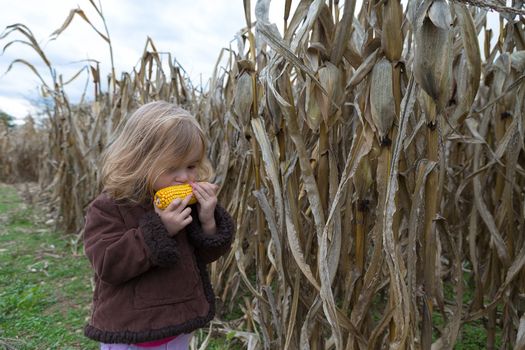 Little girl trying to eat dry corn ear in the cornfield around crop time