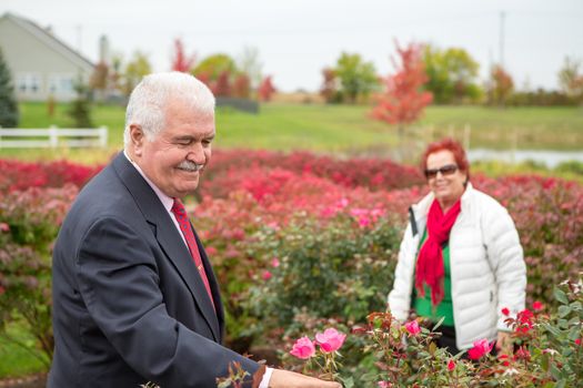 Romantic Senior Looking For a perfect rose for his wife, She is wearing Christmas colors