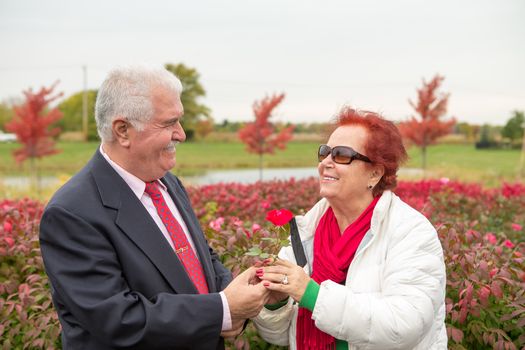 Romantic seniors looking at eachother with love and passion while she is receiving a rose flower from him