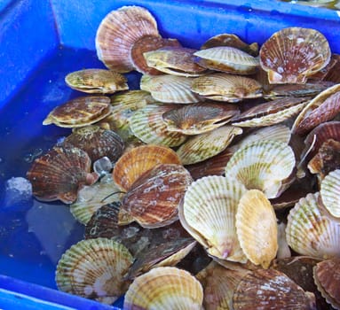 scallops in the shell in the Thailand market 
