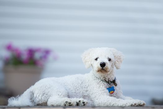 Bichon Frise puppie lying on her belly and looking at you