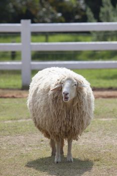 livestock sheep