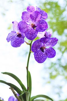 file of purple orchid tree plant in nature with blurry background vertical form