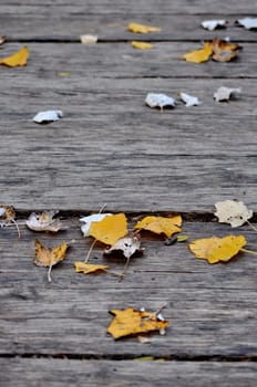 Autumn leaves on wooden path