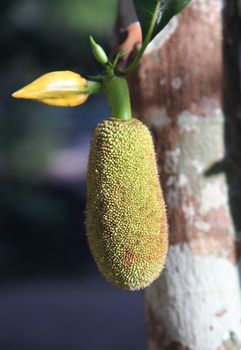 Green jackfruit on tree , Local fruit of Thailand
