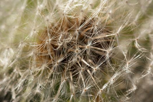 Macro dandelion autumn day in the park outdoors in sunny weather