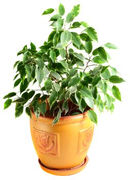Ficus in a flowerpot isolated on the white