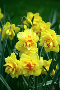 Some yellow daffodil flowers among green grass