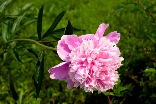 Pink big peony in the garden
