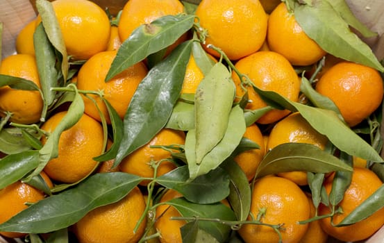 many orange mandarines with green leaves
