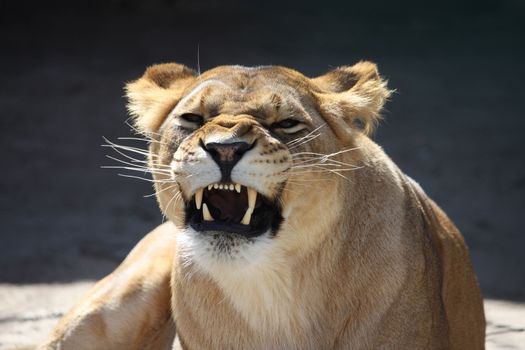 Big lioness' bared teeth