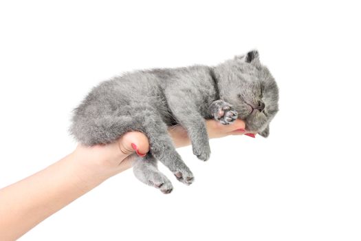 Little kitten sleeping in the hand at white background