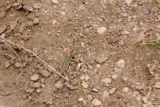Small green sand lizard in green grass
