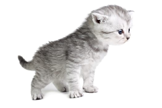 Little british kitten isolated on the white