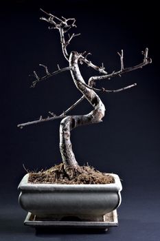 Little bonsai without leaves at the dark background