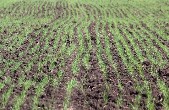 Field with a little green sprouts