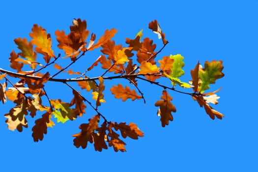 Colored leafs on a tree and a blue sky background