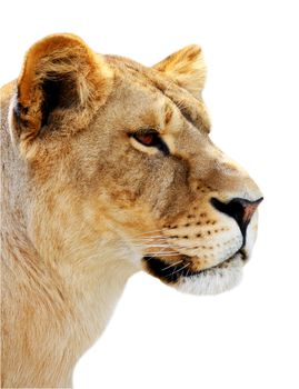Big beautiful Female lion's portrait isolated on the white