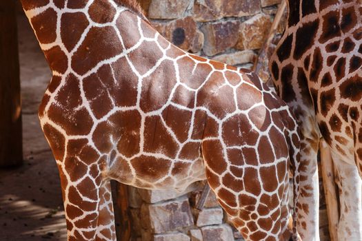 beautiful brown giraffe body skin texture with white lines