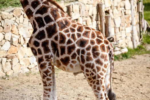beautiful brown giraffe body skin texture with white lines