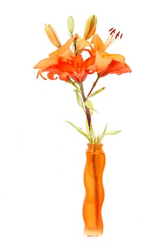 Close up detail of flowering orange lily isolated on white
