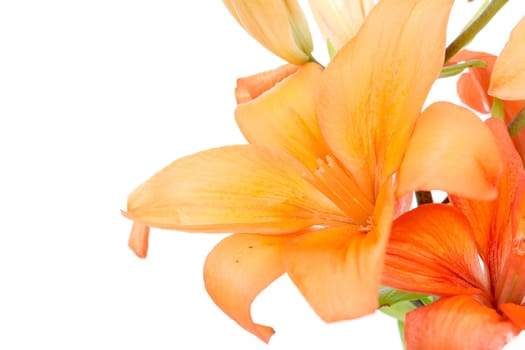 Close up detail of flowering orange lily isolated on white