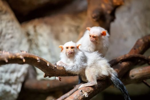 family of small white silvery Marmoset on branch