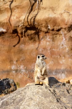A meerkat or suricate watching out for danger