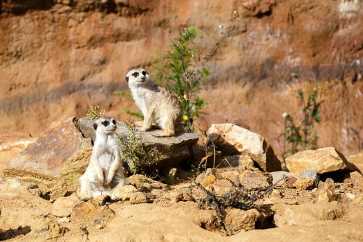 A meerkat or suricate watching out for danger
