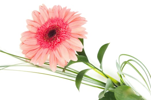 fresh bouquet from ping gerbers on white background