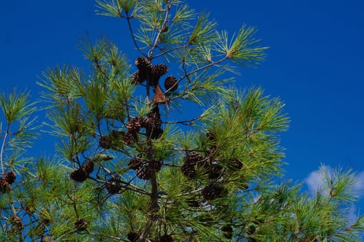 Italian pine branches with cones on blue sky background