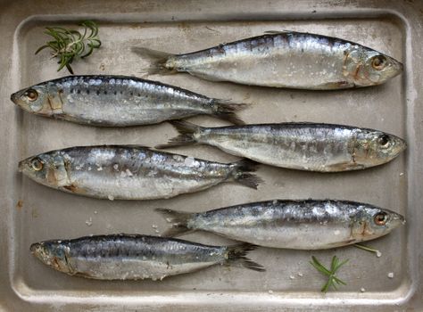 Six raw sardines on a tray