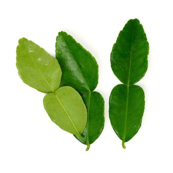 kaffir lime leaf isolated on white
