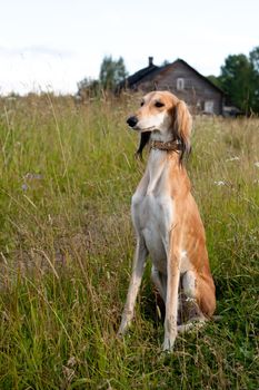 Sitting brown saluki in green grass in front of wooden house

