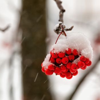 Гроздья красных ягод на ветвях рябины с налипшим белым снегом зимой