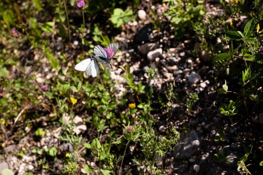 Two white butterflies on a flower in summer day
