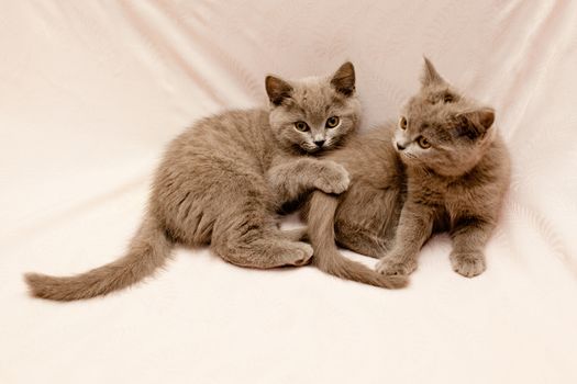 Two grey kittens on pink background
