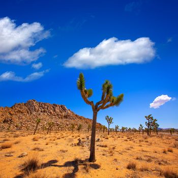 Joshua Tree National Park Yucca Valley in Mohave desert California USA