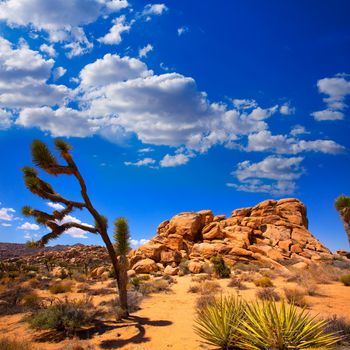 Joshua Tree National Park Yucca Valley in Mohave desert California USA