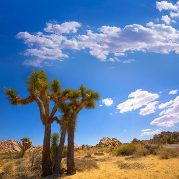 Joshua Tree National Park Yucca Valley in Mohave desert California USA