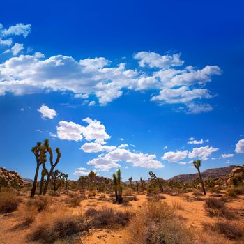 Joshua Tree National Park Yucca Valley in Mohave desert California USA