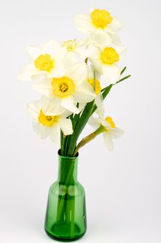 Bunch of Perfect Spring Yellow White Daffodils in Green Vase