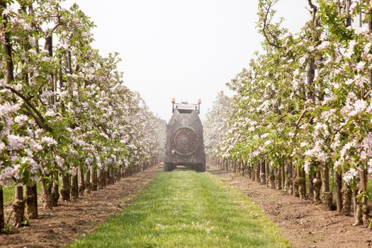 treating blossoming apple treas in Dutch orchard near Utrecht by spraying
